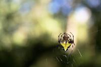 Spinne &ndash; &copy; Annett Müller (Eberhardt TRAVEL)